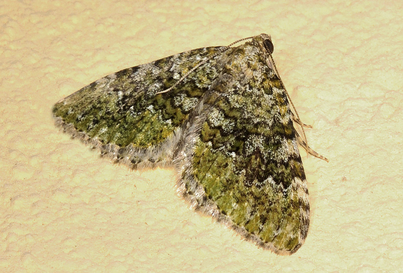 Euphyia frustata - Geometridae